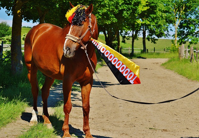 代球員們 代球員們