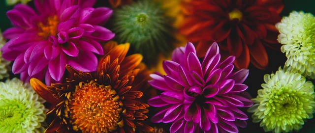 明了维拉公 明了维拉公